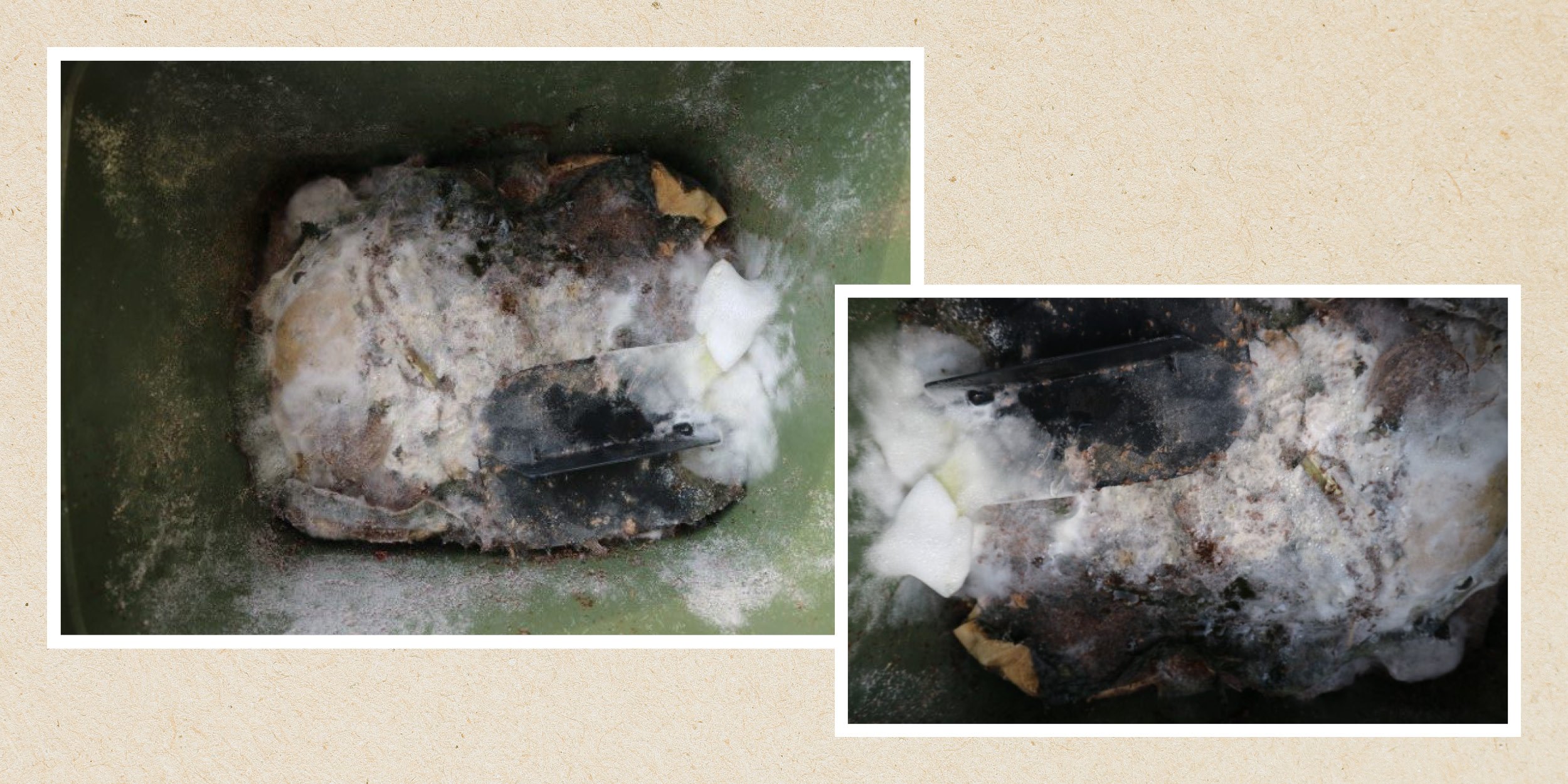 Is white mold in compost during the fermentation process good or bad?